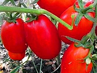 Qizig'i shundaki, pomidor "qo'ziqorin quloqlari": xilma-xillik va fotosurat