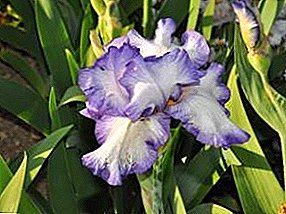 Irises. Gróðursetning og planta umönnun lögun