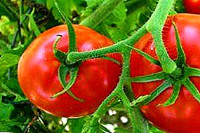 Awọn tomati ti o pọju "Masha", yoo fun ikore nla, paapaa nigbati o ba dagba bi olutọṣe akobere