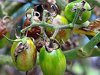 Nola landu tomateen tizón bat: urratsez urrats argibideak
