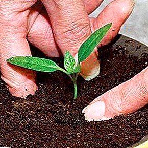 Kako se dekapiranje sadnica papra obavlja kod kuće? Kada se to radi, opis procesa sa fotografijom, briga o presađenim biljkama