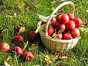 موسم سرما کے لئے اپارٹمنٹ میں تازہ سیب کی فصل کو کیسے ذخیرہ کرنا ہے؟