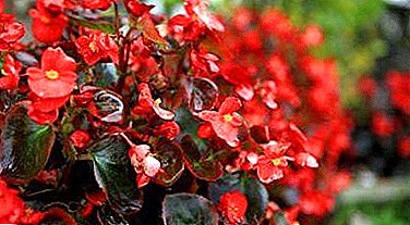 Kumaha jeung naon pikeun kadaharan begonia? Aturan umum pikeun aplikasi pupuk