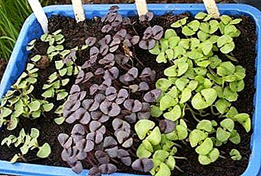 کس طرح اور جب کھلی زمین میں بیسل seedlings پلانٹ لگانا ہے؟ قدم بہ قدم کی دیکھ بھال کی ہدایات اور تجاویز