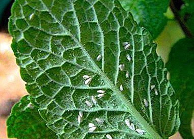 نحوه خلاص شدن از شر Whitefly در گلخانه داخلی: ویژگی های مبارزه با آفات