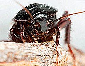 Kako se riješiti crnih žohara u stanu: pregled modernih sredstava i popularnih metoda suočavanja s njima