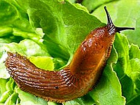 ວິທີການກໍາຈັດ slugs ກ່ຽວກັບຜັກກາດ, pepper ແລະຜັກອື່ນໆ, ເຊັ່ນດຽວກັນກັບຫມາກໄມ້ປ່າເມັດ?