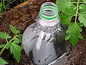 Kumaha pikeun ngatur hiji watering jero taneuh di rumah kaca kalayan bantuan botol plastik ngali?