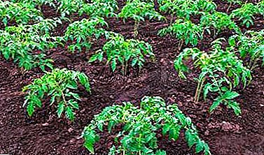 چگونه می توان یک خاک ساده را با دست خود برای برداشت خوب گوجه فرنگی آماده کرد؟ ترکیب خاک مورد نیاز