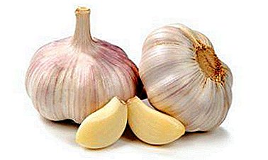 Conas díolúine a ardú le garlic? Recipes le mil, lemon agus bianna eile.