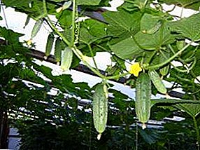 Cara dasi cucumbers ing omah kaca digawe polycarbonate: metode, bahan lan foto
