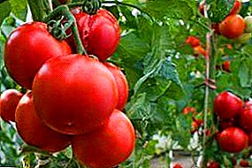 Wéi eng Tomaten korrekt op eng Treibhuel ze verbannen: Virdeeler, Methoden, Materialien, Fotoen