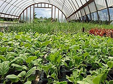 टिपा गार्डनर्स - गरम आणि गरम न करता ग्रीनहाऊस वसंत ऋतू मध्ये radishes कसे घालावे