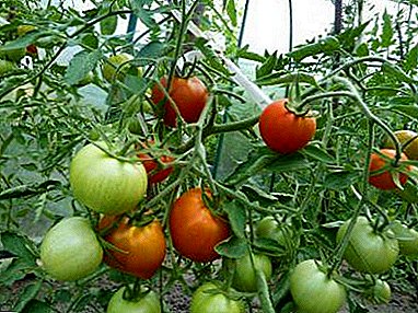 گرین ہاؤس میں یالوں میں ٹماٹر کیسے بڑھ رہی ہے؟ ہدایات اور خصوصیات