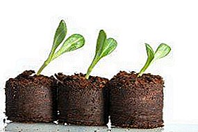 သစ်ဆွေးအိုးနှင့် tablet အတွက်သခွားသီးပျိုးပင်စိုက်ပျိုးရန်ဘယ်လိုနေသလဲ? ငယ်ရွယ်အပင်များအတွက်စည်းမျဉ်းစည်းကမ်းတွေနဲ့စောင့်ရှောက်မှုမစိုက်ပျိုးထိုကဲ့သို့သောကွန်တိန်နာ၏အားသာချက်များနှင့်အားနည်းချက်များကို,