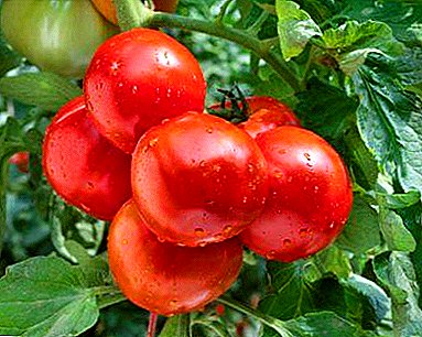 Carane ngumpulake panen rekaman? Varietas griya paling populer ing tomat sing dhuwur lan ngasilake penyakit