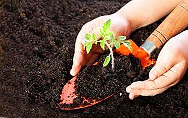Улаан лооль болон амтат чинжүү суулгацыг хамгийн сайн бэлэн хөрсийг хэрхэн сонгох вэ? Хамгийн түгээмэл холимогуудын тойм