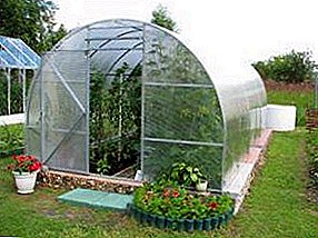 Paano upang piliin ang pinakamahusay na polycarbonate greenhouse: ekspertong payo