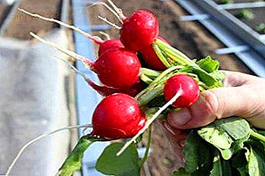 Како да изберете семе од ротквица? Преглед на најдобрите сорти за садење дома, во стаклена градина и на отворено поле