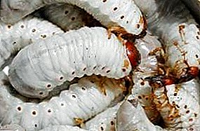 Dimana kumbang di-kumbang Méi anu milari sareng naon?
