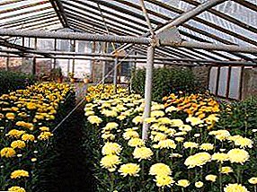 တစ်ဖန်လုံအိမ်အတွင်းရှိ chrysanthemums ကြီးထွားဖို့ကိုဘယ်လို: မွေးမြူ၏နည်းလမ်းများနှင့်အထူးသဖြင့်ဂရုမစိုက်