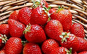 Yuav ua li cas kom loj hlob strawberries nyob rau hauv ib lub tsev xog paj