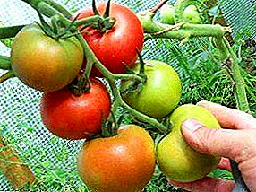 Kako uzgajati paradajz u stakleniku tokom cijele godine: obilježja brige za povećanje prinosa