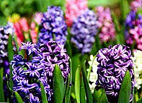 Sut i dyfu hyacinths yn y maes agored?