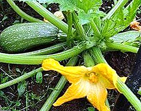 Ut crescere in in CONSERVATORIUM zucchini: varietatum, et ad arbitrium features of curet