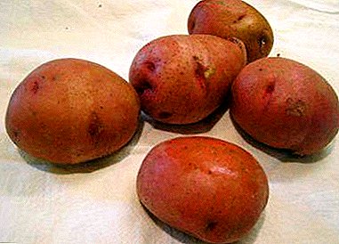Ut crescere potatoes in «Irbit" - altum virentem, et magna-fruited varietas: photo et description