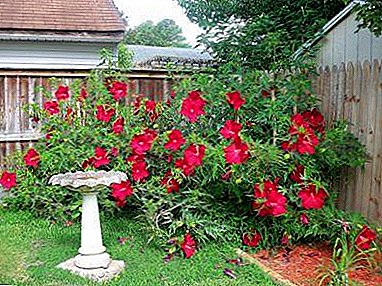 Paano lumago ang magandang halaman? Garden Hibiscus Care