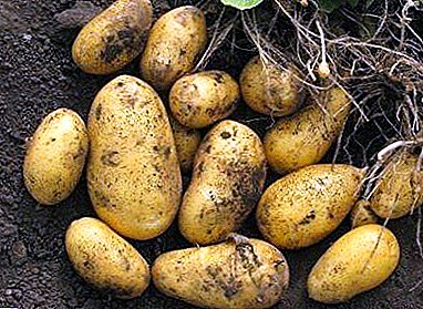 Көп ой-ниети "Feloks" картошка өстүрүү үчүн: мүнөздүү түрлөрү, сүрөттөмөсүн жана сүрөттөр