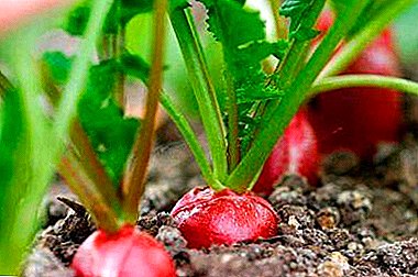 Nola hazten radishes plantulak batetik? Kochlearen ohiko metodoa eta metodoa aplikatzeko urratsez urratseko argibideak