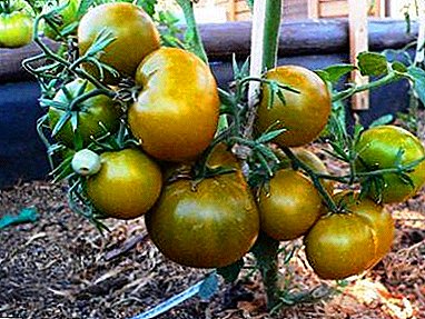 Como crecer un tomate "pantano"? Descrición e características da variedade
