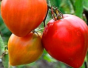 Pomidor "Buffalo Heart" necə böyümək olar? Mövsüm mövsümünün təsviri, xüsusiyyətləri və fotoşəkilləri