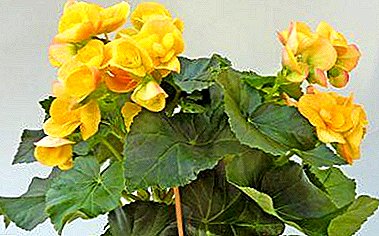 Kako raste žuta begonija i pružiti joj adekvatnu negu kod kuće? Fotografija i opis sorti