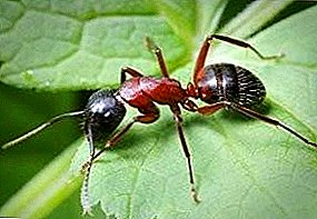Como viven as formigas vermellas?