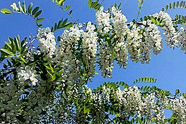 Кои се лековитите својства на цвеќе, лисја и парчиња од бела багрем? Препораки за употреба и контраиндикации