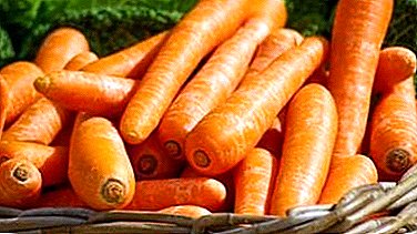 Кои принципи на заштитата на морков после садењето треба да се следат и како да се избегнат грешките?