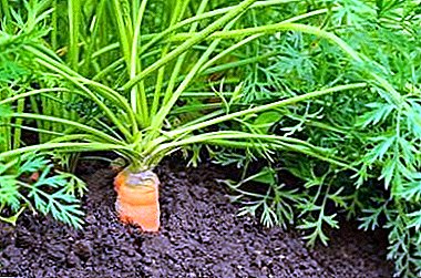 Кои видови моркови се погодни за садење на Урал? Која е разликата помеѓу зеленчукот во овој регион?