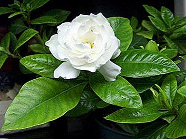 Cales son as formas de cultivar gardenia e é difícil plantar unha flor na casa?