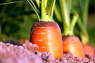 Кои болести влијаат врз морковите, како да се ослободат од нив и да ги спречат да се вратат?