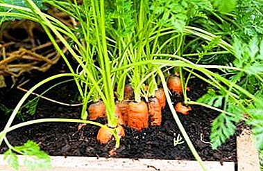 Која шема за садење моркови е подобро да се избере и зошто е толку важно?
