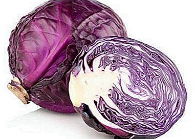 Pula nga cabbage: unsa ang kaayohan niini ug posible nga makadaot? Mga resipe uban niini nga utanon