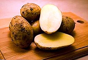 Potato Sorten Colette - "Chipsoidy" wäert schätzen!