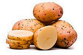 Sorta krumpira Proljeće: rano zrelo, plodno, ukusno