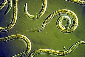 Potato nematode an aner Typen vu Parasiten: Charakteristesch Fonctiounen an Fotoen