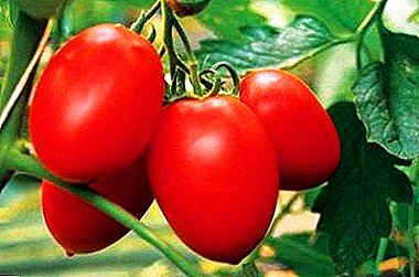 Llojet e ëmbël dhe të thartuar të domates, me emrin romantik "Dusya red"