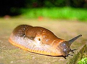 Clan slugs: hideung badag, keong roadside sareng variétas lianna