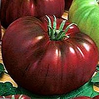 Klasik macem-macem tomat breeding Inggris - "Ireng Rusian": gambaran lan Rekomendasi kanggo nambah